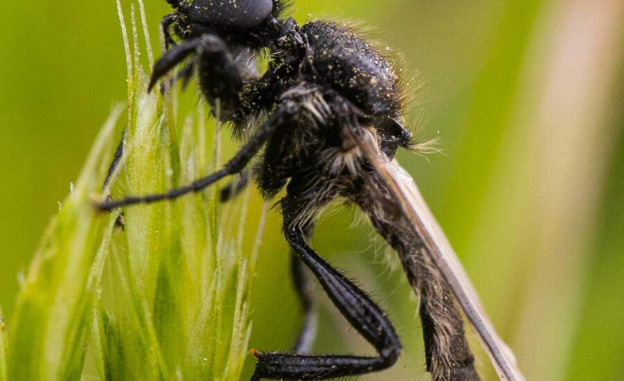 MT Hamďị